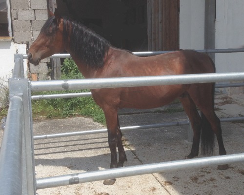 Pferdekommunikation Beritt, Korrektur, Pferdetraining Reitsportzentrum Pürnstein Problempferd Blog