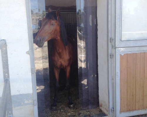 Pferdekommunikation Beritt, Korrektur, Pferdetraining Reitsportzentrum Pürnstein Problempferd Blog