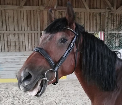 Pferdekommunikation Beritt, Korrektur, Pferdetraining Reitsportzentrum Pürnstein Problempferd Blog