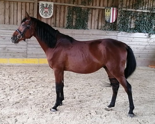 Pferdekommunikation Beritt, Korrektur, Pferdetraining Reitsportzentrum Pürnstein Problempferd Blog
