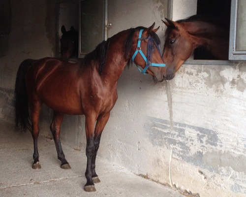 Pferdekommunikation Beritt, Korrektur, Pferdetraining Reitsportzentrum Pürnstein Problempferd Blog