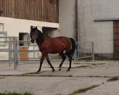 Pferdekommunikation Beritt, Korrektur, Pferdetraining Reitsportzentrum Pürnstein Problempferd Blog
