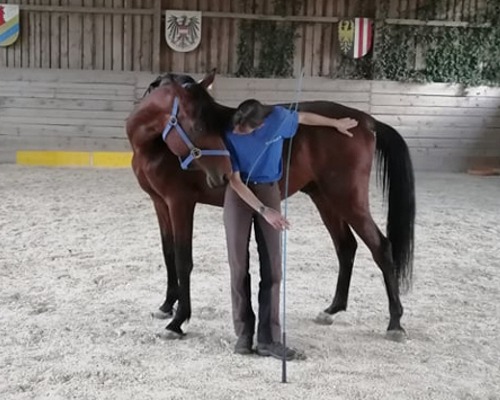 Pferdekommunikation Pferdekommunikation Beritt, Korrektur, Pferdetraining Reitsportzentrum Pürnstein