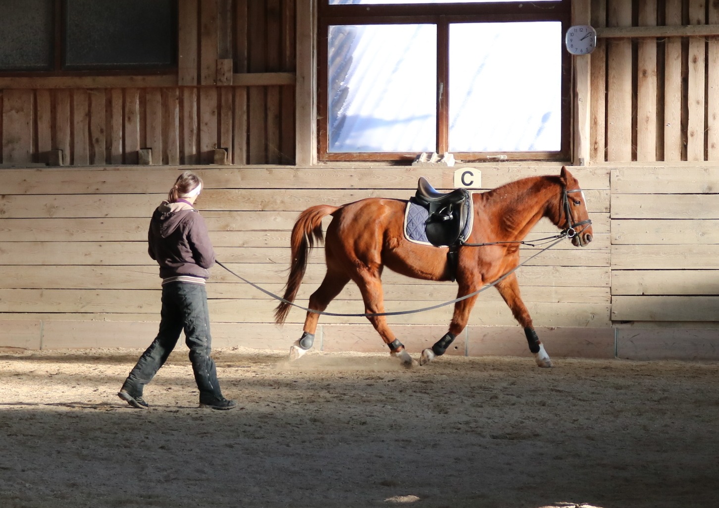 Probempferde Reitunterricht Urlaub mit Pferd Pferdekommunikation Beritt, Korrektur, Pferdetraining Reitsportzentrum Pürnstein