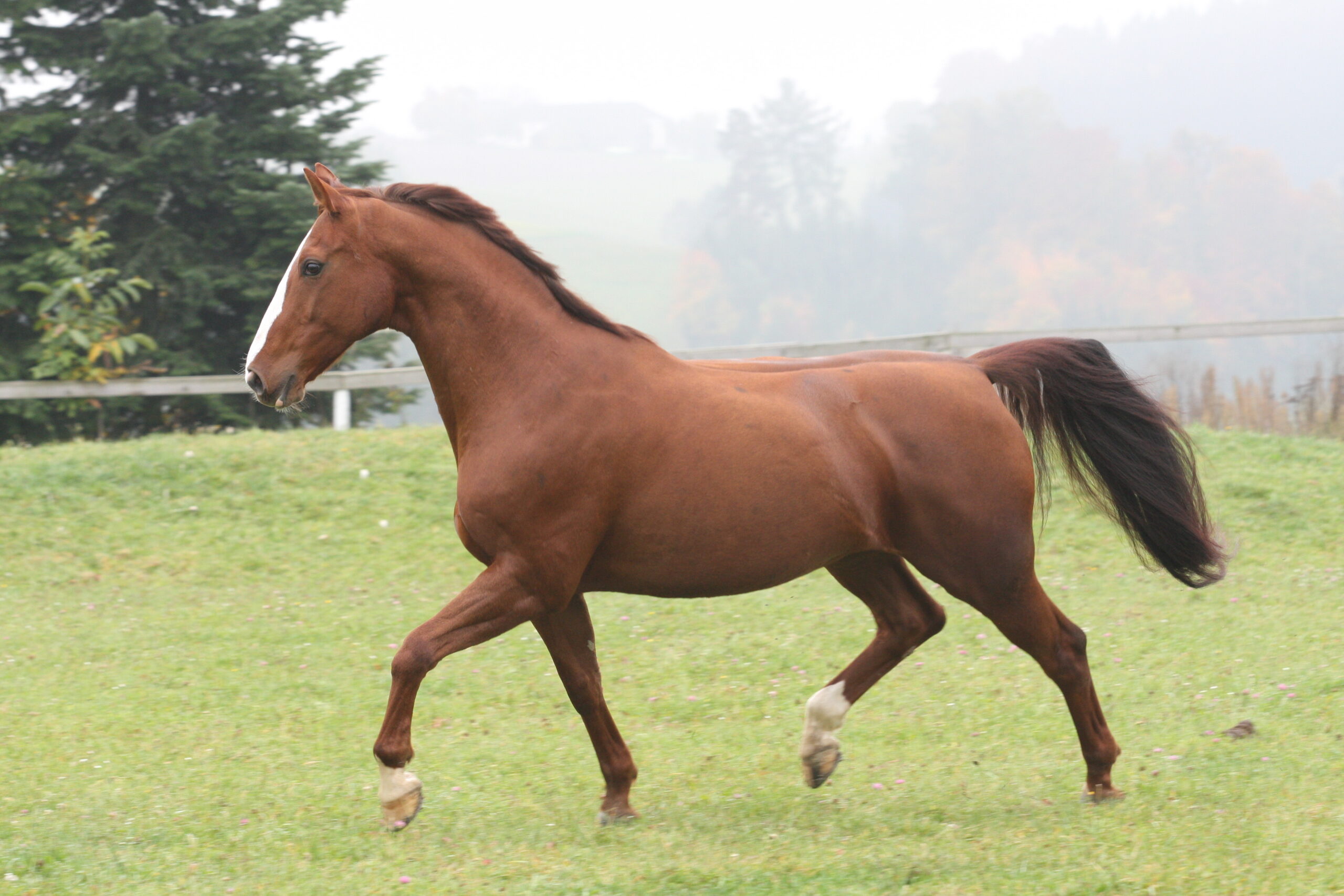 Reitunterricht Urlaub mit Pferd Pferdekommunikation Beritt, Korrektur, Pferdetraining Reitsportzentrum Pürnstein