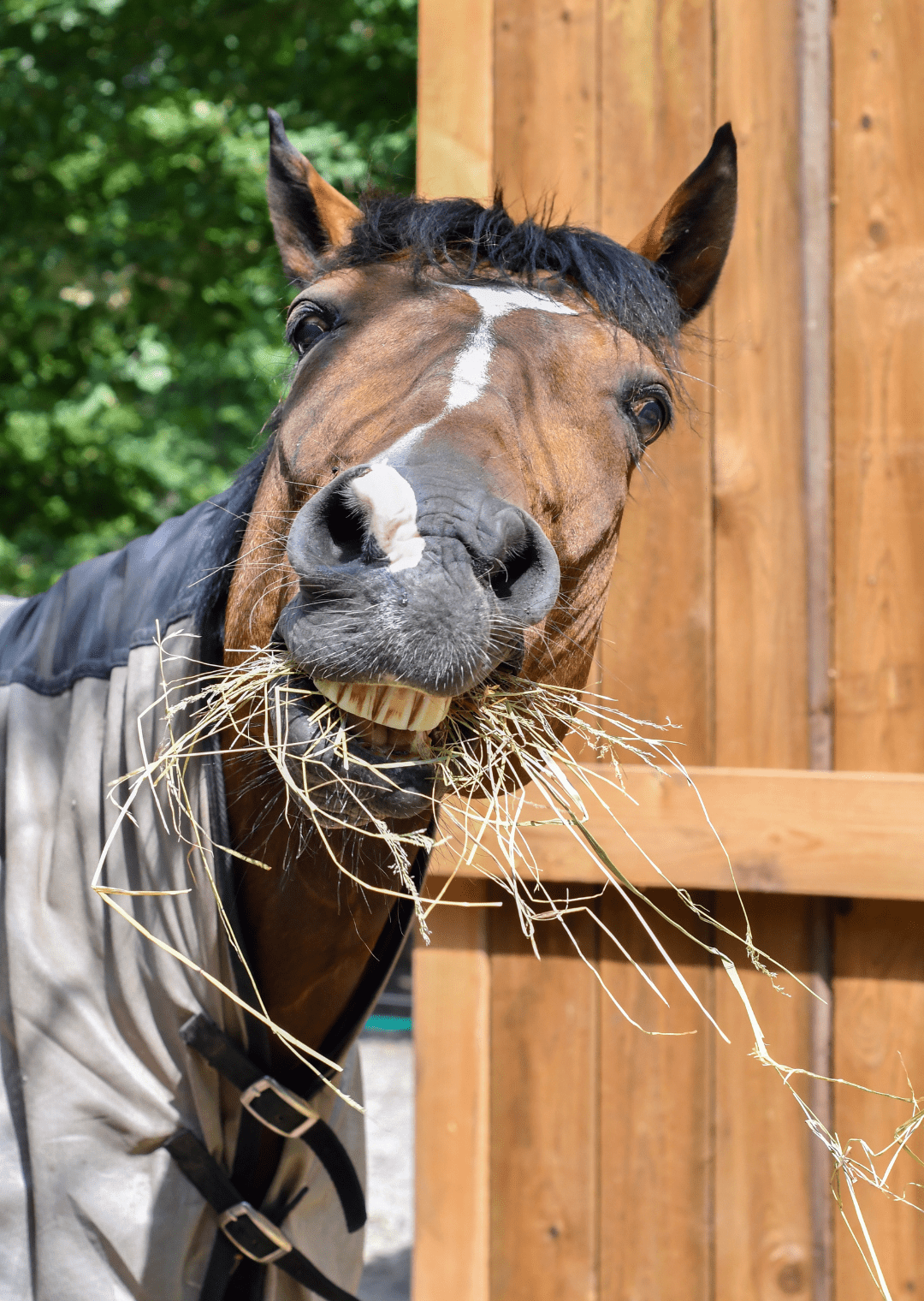 Urlaub mit Pferden Pferdekommunikation Beritt, Korrektur, Pferdetraining Reitsportzentrum Pürnstein