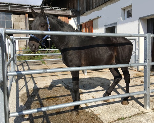Pferdekommunikation Beritt, Korrektur, Pferdetraining Reitsportzentrum Pürnstein Problempferd Blog