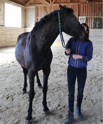 Pferdekommunikation Beritt, Korrektur, Pferdetraining Reitsportzentrum Pürnstein Problempferd Blog
