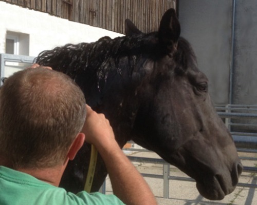 Pferdekommunikation Beritt, Korrektur, Pferdetraining Reitsportzentrum Pürnstein Problempferd Blog