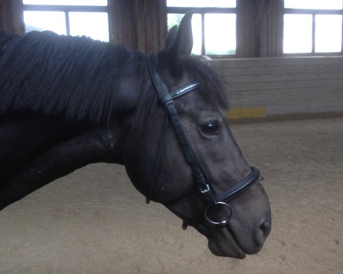 Pferdekommunikation Beritt, Korrektur, Pferdetraining Reitsportzentrum Pürnstein Problempferd Blog
