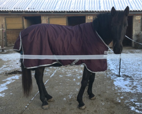 Pferdekommunikation Beritt, Korrektur, Pferdetraining Reitsportzentrum Pürnstein Problempferd Blog