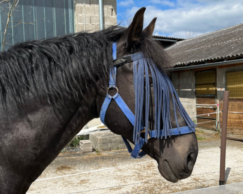 Pferdekommunikation Beritt, Korrektur, Pferdetraining Reitsportzentrum Pürnstein Problempferd Blog