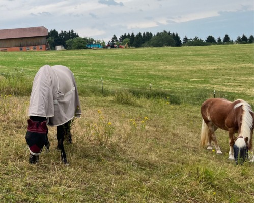 Pferdekommunikation Beritt, Korrektur, Pferdetraining Reitsportzentrum Pürnstein Problempferd Blog