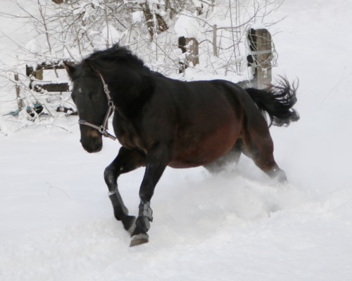 Pferdekommunikation Beritt, Korrektur, Pferdetraining Reitsportzentrum Pürnstein Problempferd Blog