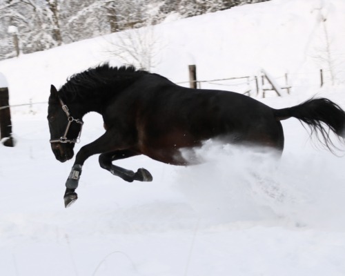 Pferdekommunikation Beritt, Korrektur, Pferdetraining Reitsportzentrum Pürnstein Problempferd Blog