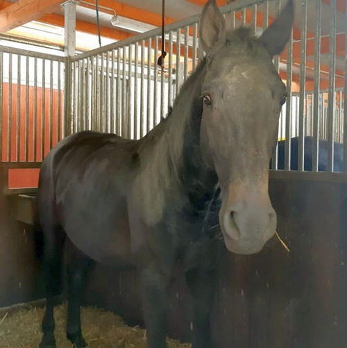 Pferdekommunikation Beritt, Korrektur, Pferdetraining Reitsportzentrum Pürnstein Problempferd Blog