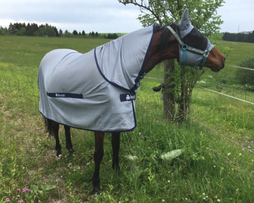Blog Pferdekommunikation Beritt, Korrektur, Pferdetraining Reitsportzentrum Pürnstein