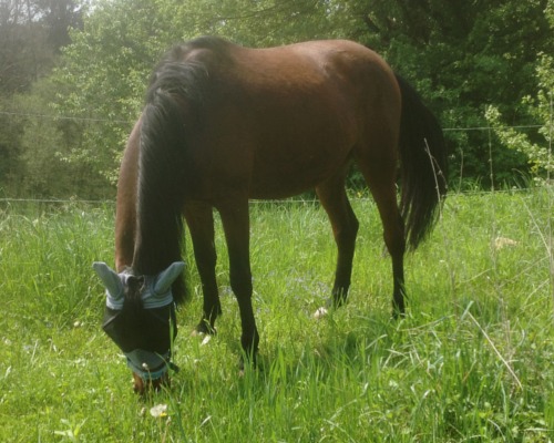 Pferdekommunikation Beritt, Korrektur, Pferdetraining Reitsportzentrum Pürnstein Blog
