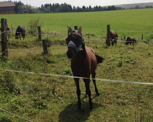 Pferdekommunikation Beritt, Korrektur, Pferdetraining Reitsportzentrum Pürnstein Problempferd Blog