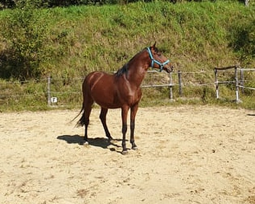 Pferdekommunikation Beritt, Korrektur, Pferdetraining Reitsportzentrum Pürnstein Problempferd Blog