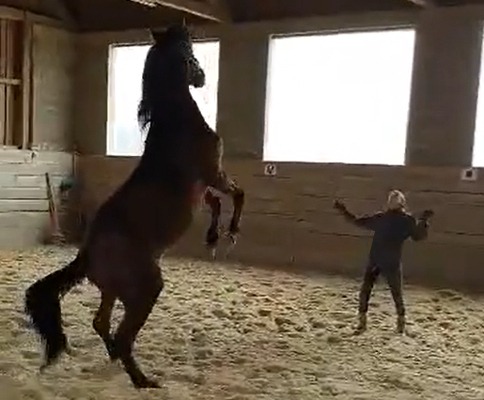 Pferdekommunikation Beritt, Korrektur, Pferdetraining Reitsportzentrum Pürnstein Problempferd