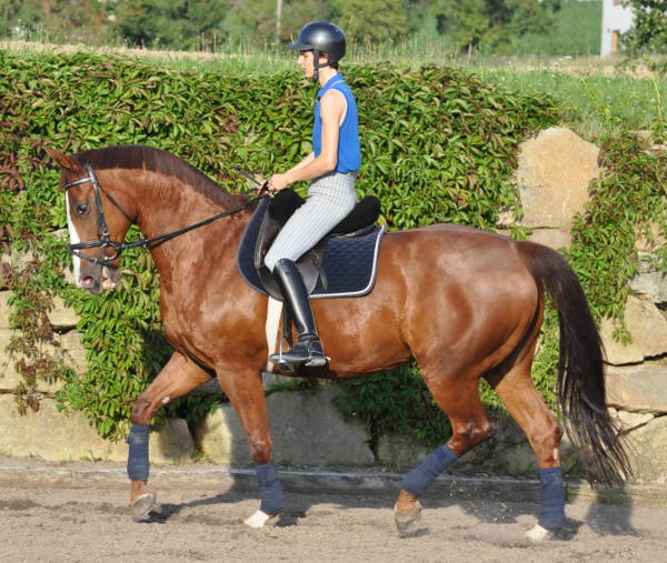 Reitunterricht Urlaub mit Pferd Pferdekommunikation Beritt, Korrektur, Pferdetraining Reitsportzentrum Pürnstein